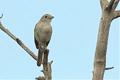 Gray Vireo